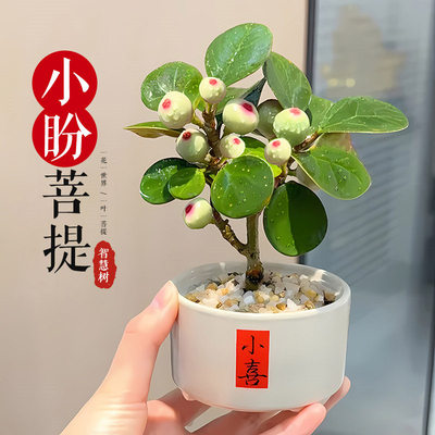 小盼菩提绿植盆栽带果桌面小盆景