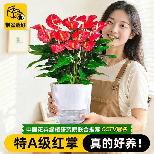 特级大盆红掌室内桌面好养盆栽