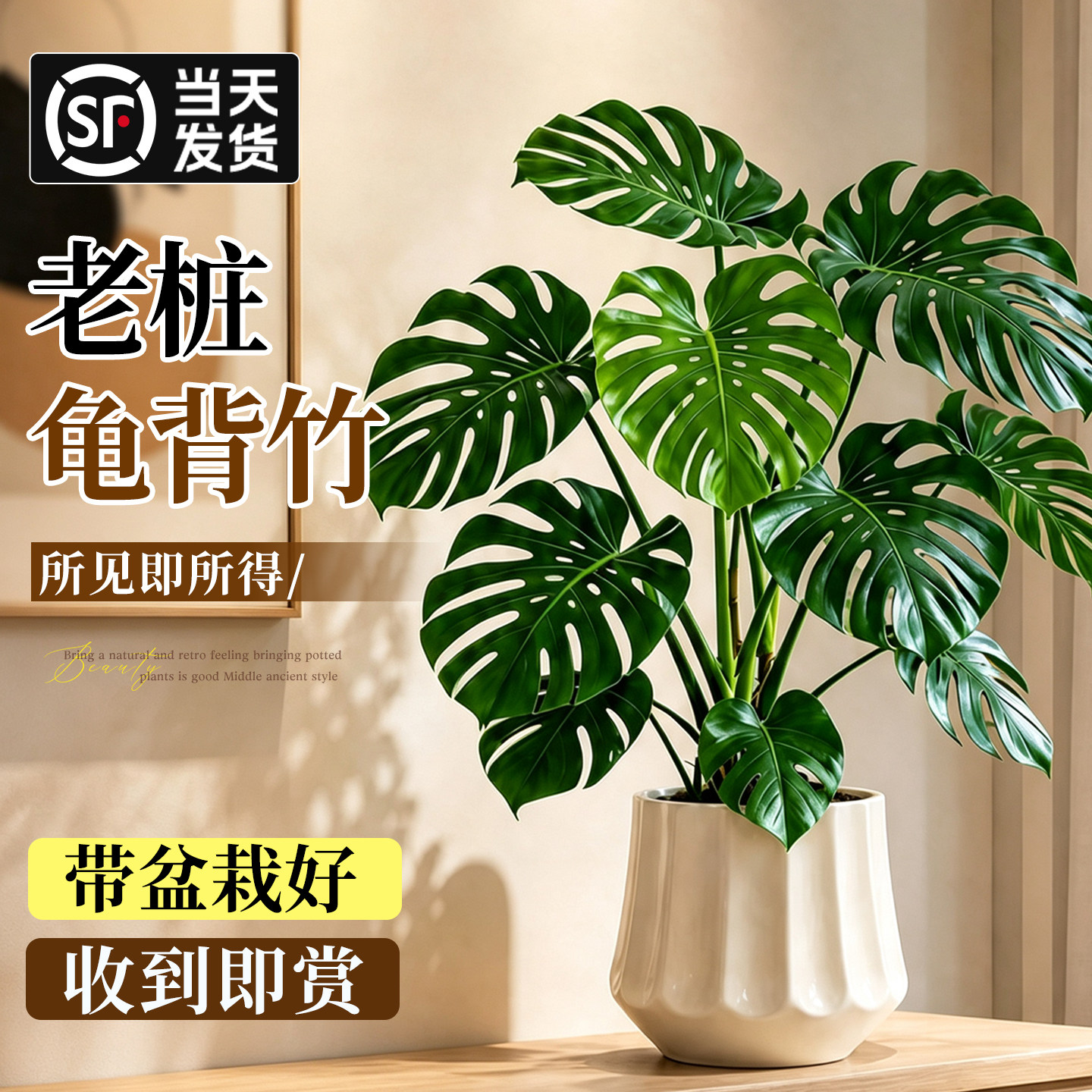 【老桩开背】大叶龟背竹净化除醛图片