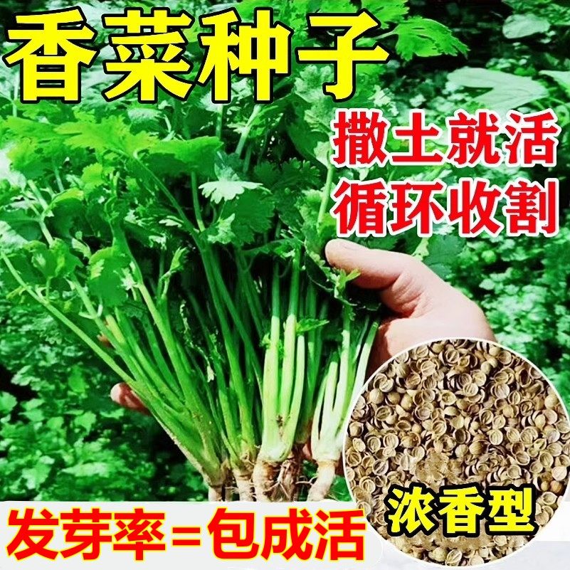 四季香菜籽种苗耐热香菜盆栽大小叶芫荽种子阳台老品种香草菜种籽,鲜花速递/花卉仿真/绿植园艺,种苗/半成品盆栽,淘宝优惠券,粉丝福利购,淘宝优惠卷