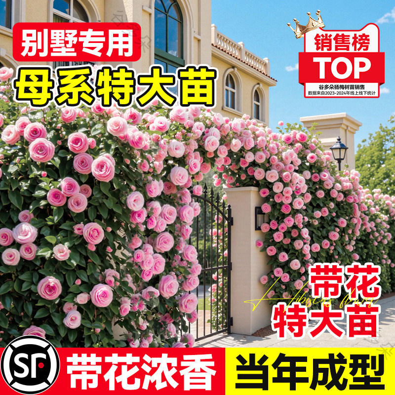 2.2米超大蔷薇花苗爬藤月季四季好养卉植物庭院爬墙月季玫瑰树苗