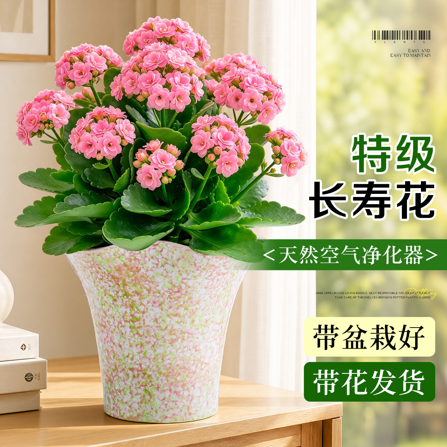 粉色长寿花盆栽重瓣带花苞花卉室内阳台桌面绿植新手好养多肉植物