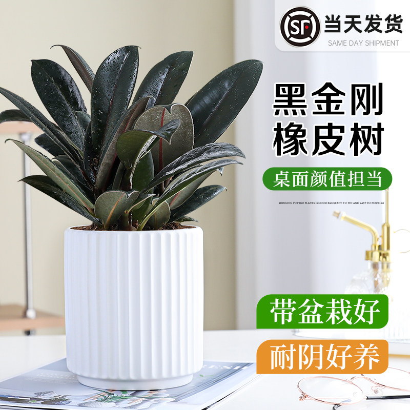 黑金刚橡皮树盆栽办公室内桌面四季好养易活客厅懒人绿植净化空气,鲜花速递/花卉仿真/绿植园艺,绿植,淘宝优惠券,粉丝福利购,淘宝优惠卷