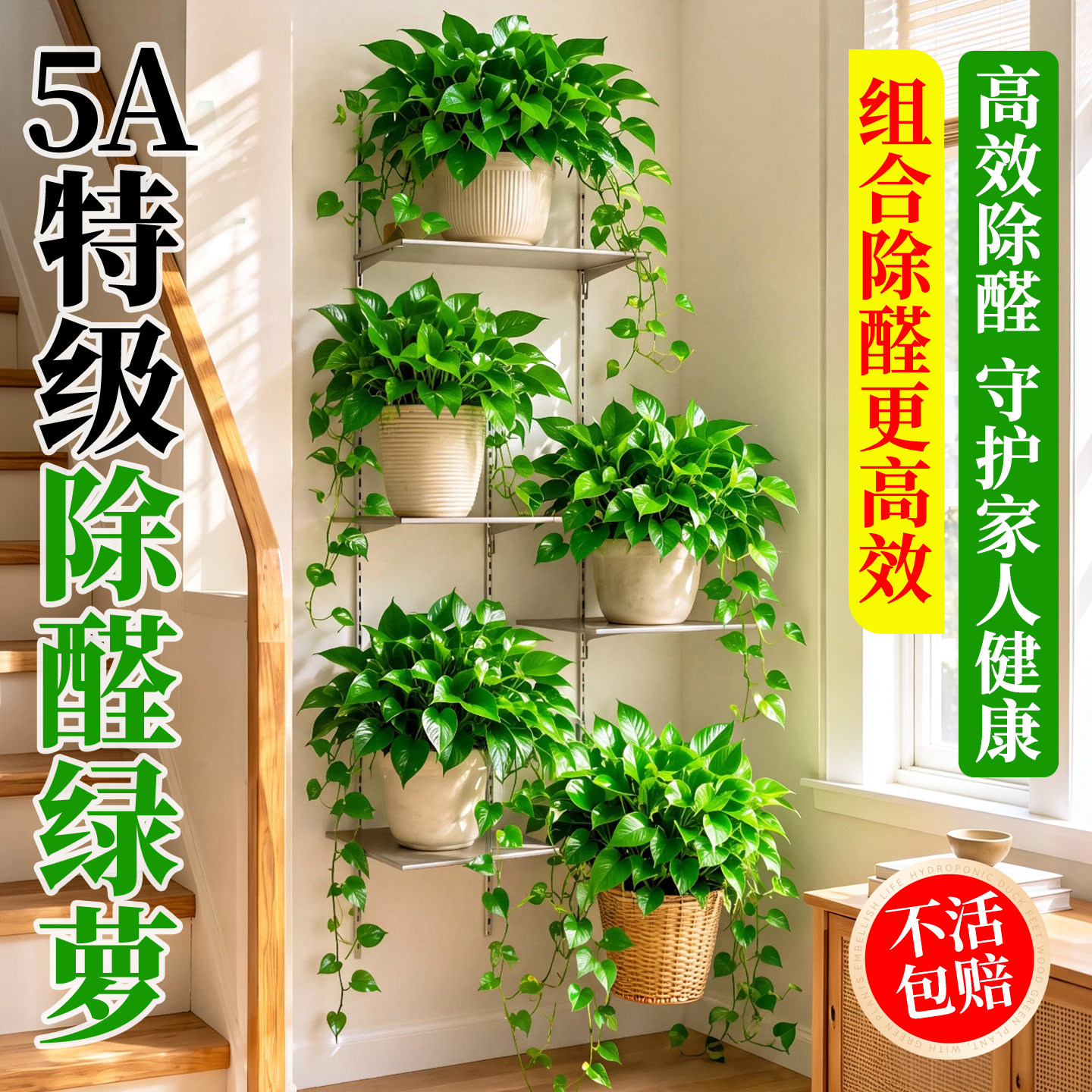 【新房必备】水培大叶绿萝组合款图片