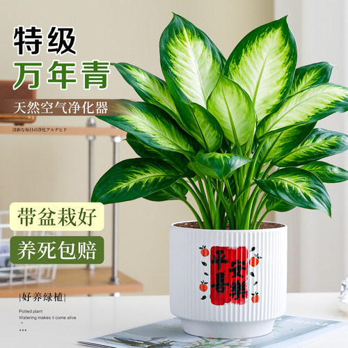 【懒人好养植物】万年青耐阴盆栽