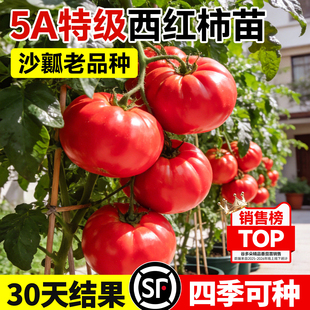 番茄苗老品种西红柿苗秧矮生番茄沙瓤千禧圣女果秧苗阳台盆栽蔬菜