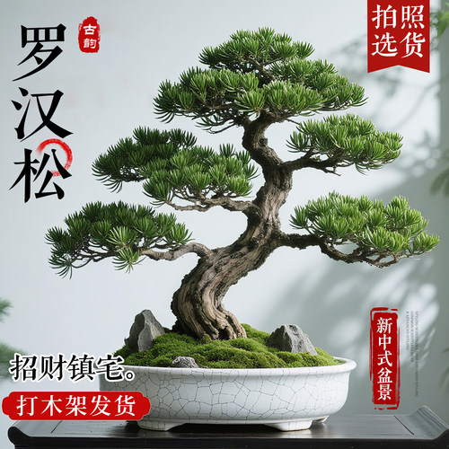 【中式美学】老桩造型罗汉松盆景