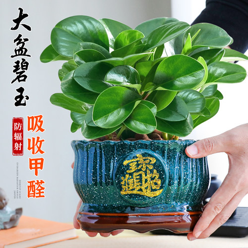 碧玉盆栽室内好养活绿植盆景豆瓣