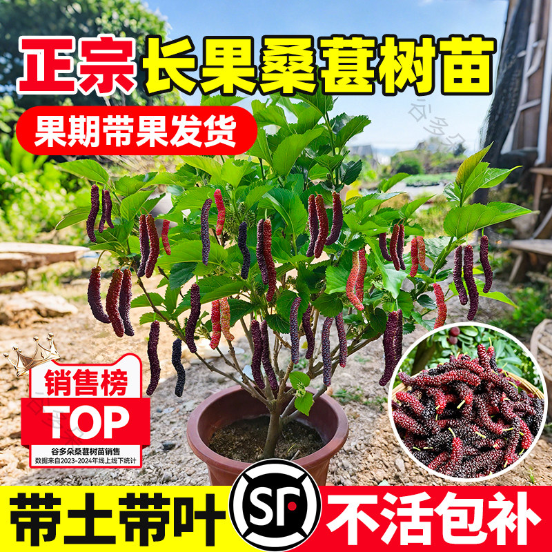 长果桑葚树苗嫁接盆栽四季果苗图片
