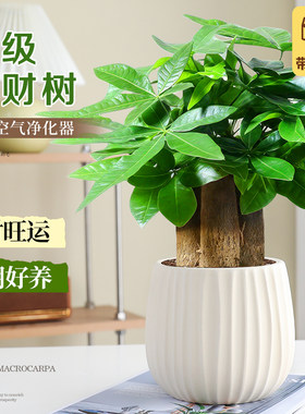 特级发财树办公室绿植好养招财树