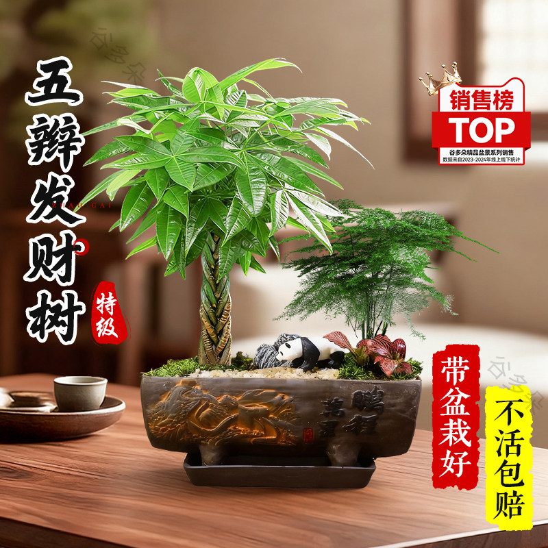五福辫子发财树盆栽室内桌面花卉四季好养活中式禅意绿植招财植物,鲜花速递/花卉仿真/绿植园艺,绿植,淘宝优惠券,粉丝福利购,淘宝优惠卷