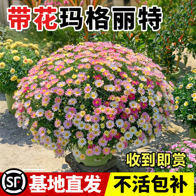 【带花玛格丽特盆栽四季开花好养