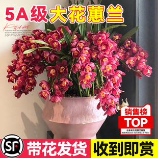 大花蕙兰盆栽年宵花带花兰花植物室内鲜花卉客厅桌面好养绿植耐寒