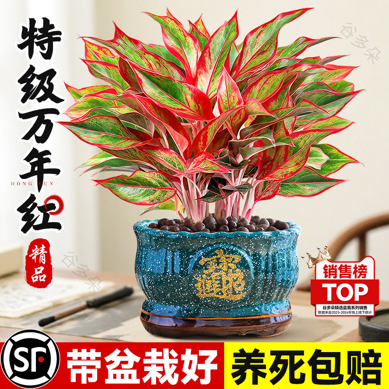 特级大盆万年红盆栽室内客厅花卉绿植吉利红如意皇后四季好养植物