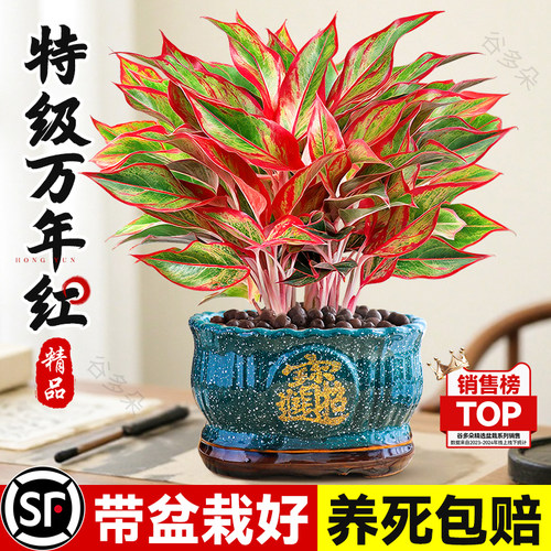 特级大盆万年红盆栽室内客厅花卉
