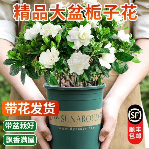 栀子花盆栽植物室内带花苞绿植