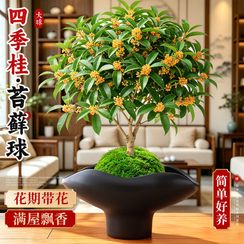 【花期带花】四季桂花苔藓球浓香