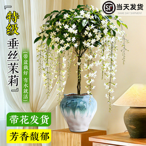 【带花垂丝茉莉】好养花卉绿植