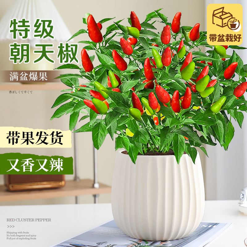 朝天椒盆栽带果发货收到即吃