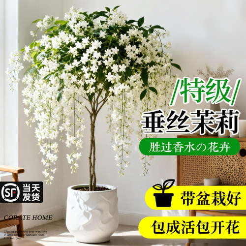 【带花苞发】垂丝茉莉开花浓香