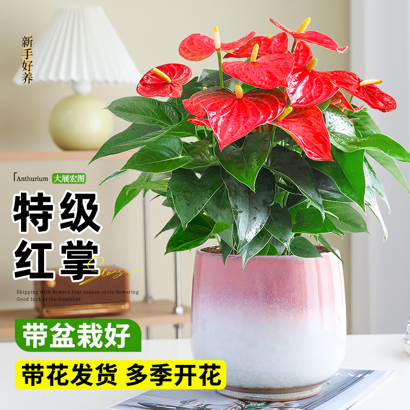 特级大盆红掌室内盆栽四季常青