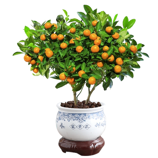四季金桔树苗盆栽客厅招财植物室内花卉绿植小橘子盆景好养年宵花