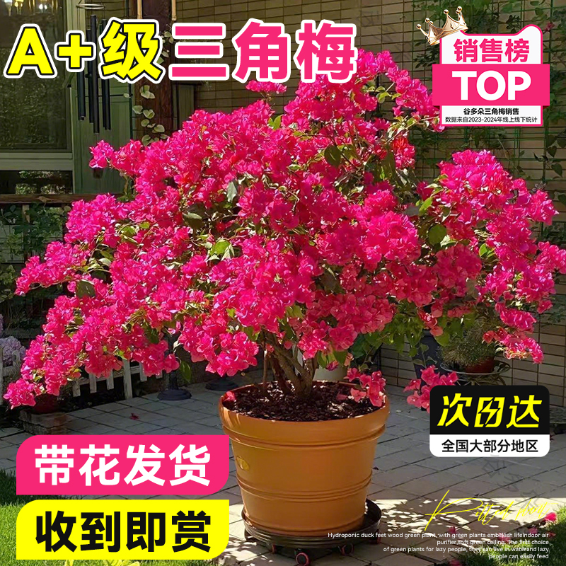 【原盆带花】三角梅盆栽四季开花