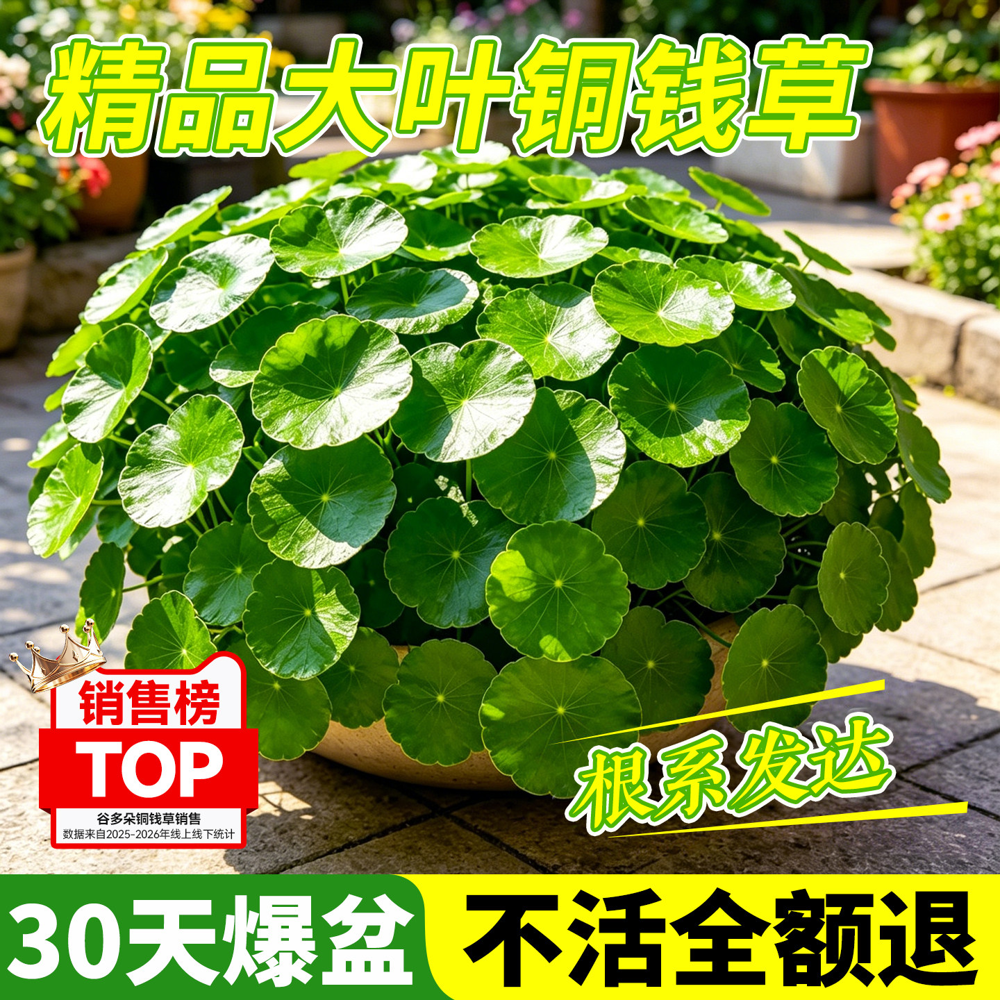 水培植物大叶铜钱草盆栽室内客厅招财金钱草盆景四季好养土培绿植