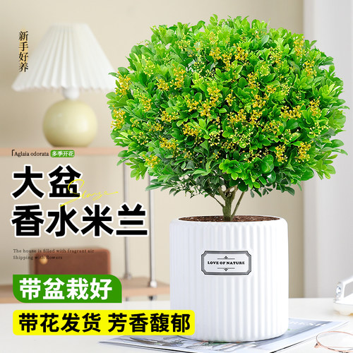 香水米兰盆栽带花苞浓香老桩盆景