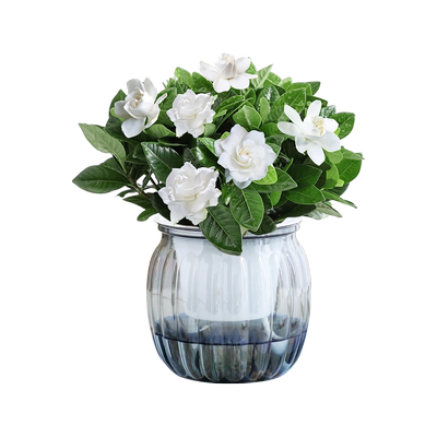 【热销10W+】绿植小盆栽室内好养