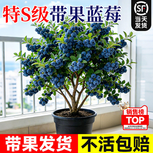 带果蓝莓树盆栽发货室内外阳台耐寒全国可养可食蓝梅苗四季可结果