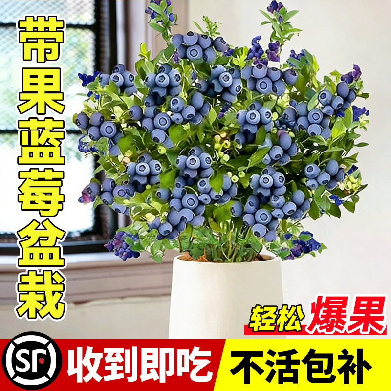 特级带果蓝莓树盆栽发货四季可结果室内外阳台耐寒全国可养蓝梅苗