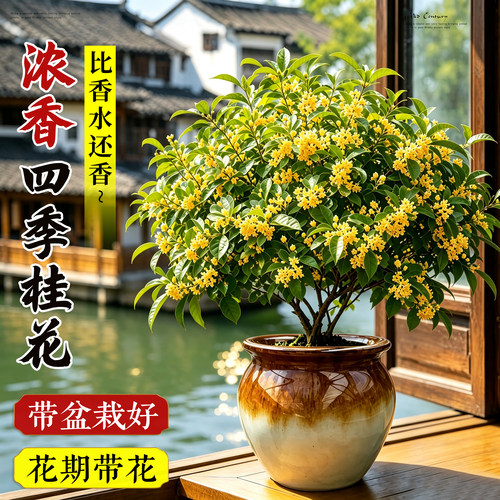 【浓香四季桂花】老桩好养花卉