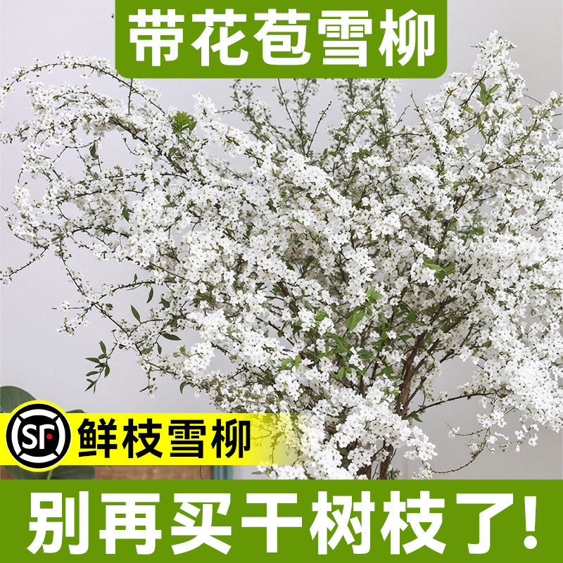 【带叶带花苞】雪柳鲜枝水培绿植