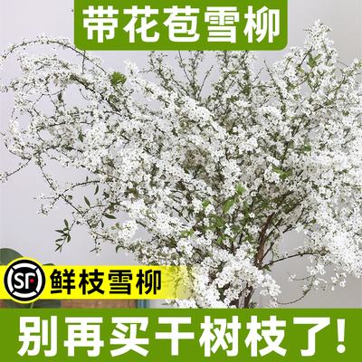 【带叶带花苞】雪柳鲜枝水培绿植