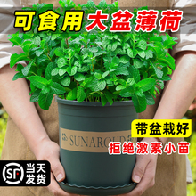 大盆薄荷盆栽可食用大苗室内驱蚊绿植迷迭香四季香草植物猫薄荷叶
