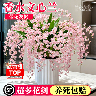 特级文心兰带花苞梦香兰盆栽室内办公桌面绿植浓香好养活水培植物