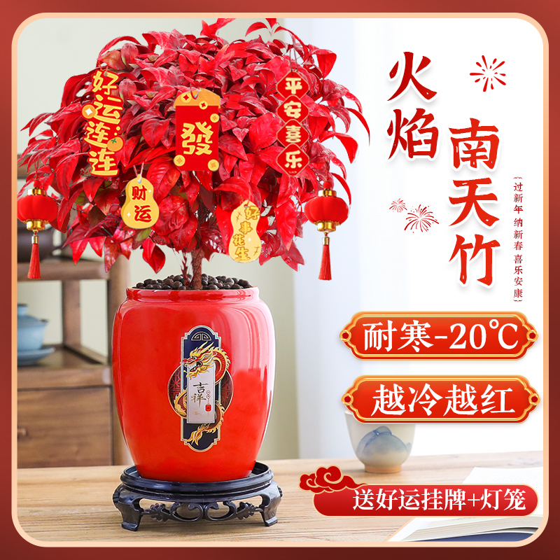 火焰南天竹盆栽花卉耐寒净化空气