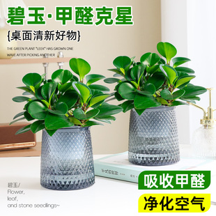 碧玉绿植室内水培花卉绿植物四季 绿萝好养易活净化空气耐阴小盆栽
