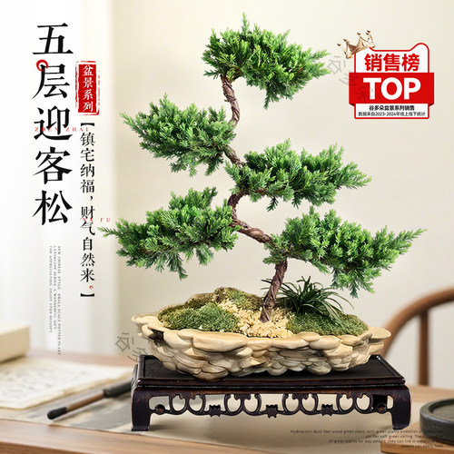 五层塔松盆栽迎客松办公室绿植