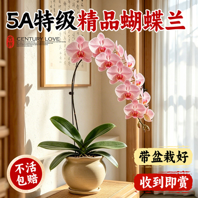 【高颜好养】蝴蝶兰盆栽超多花苞