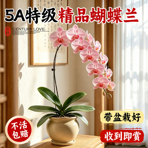 【高颜好养】蝴蝶兰盆栽超多花苞