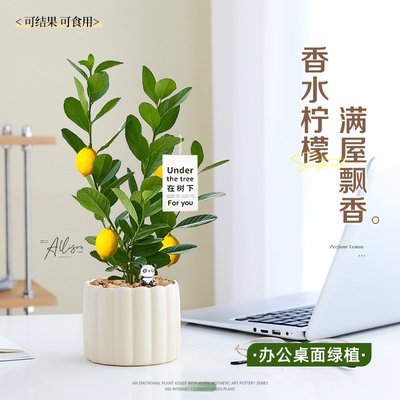 香水柠檬树四季常青室内桌面盆栽