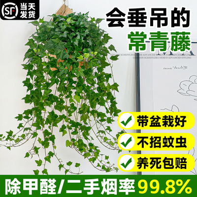 特级常春藤盆栽客厅垂吊绿植除醛