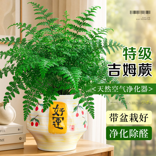 【除甲醛绿植】特级吉姆蕨盆栽