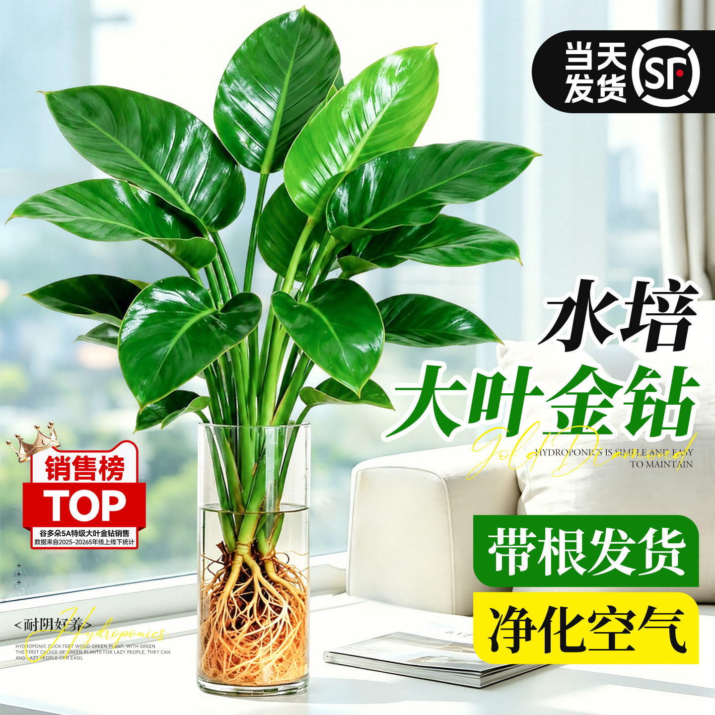 【新手好养】水培带根大叶绿公主图片