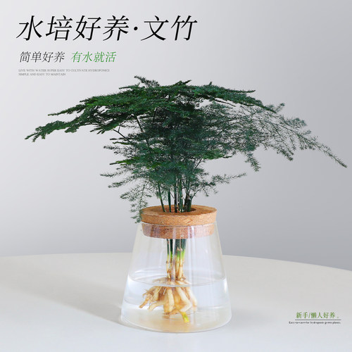【好养文竹绿植】耐阴好养发财树