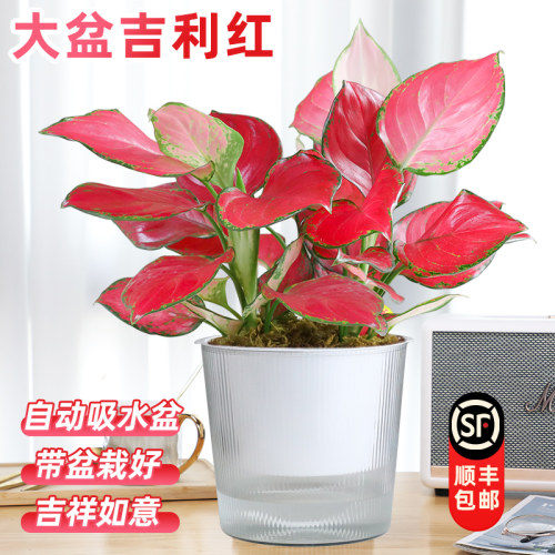 吉利红盆栽水培植物四季好养