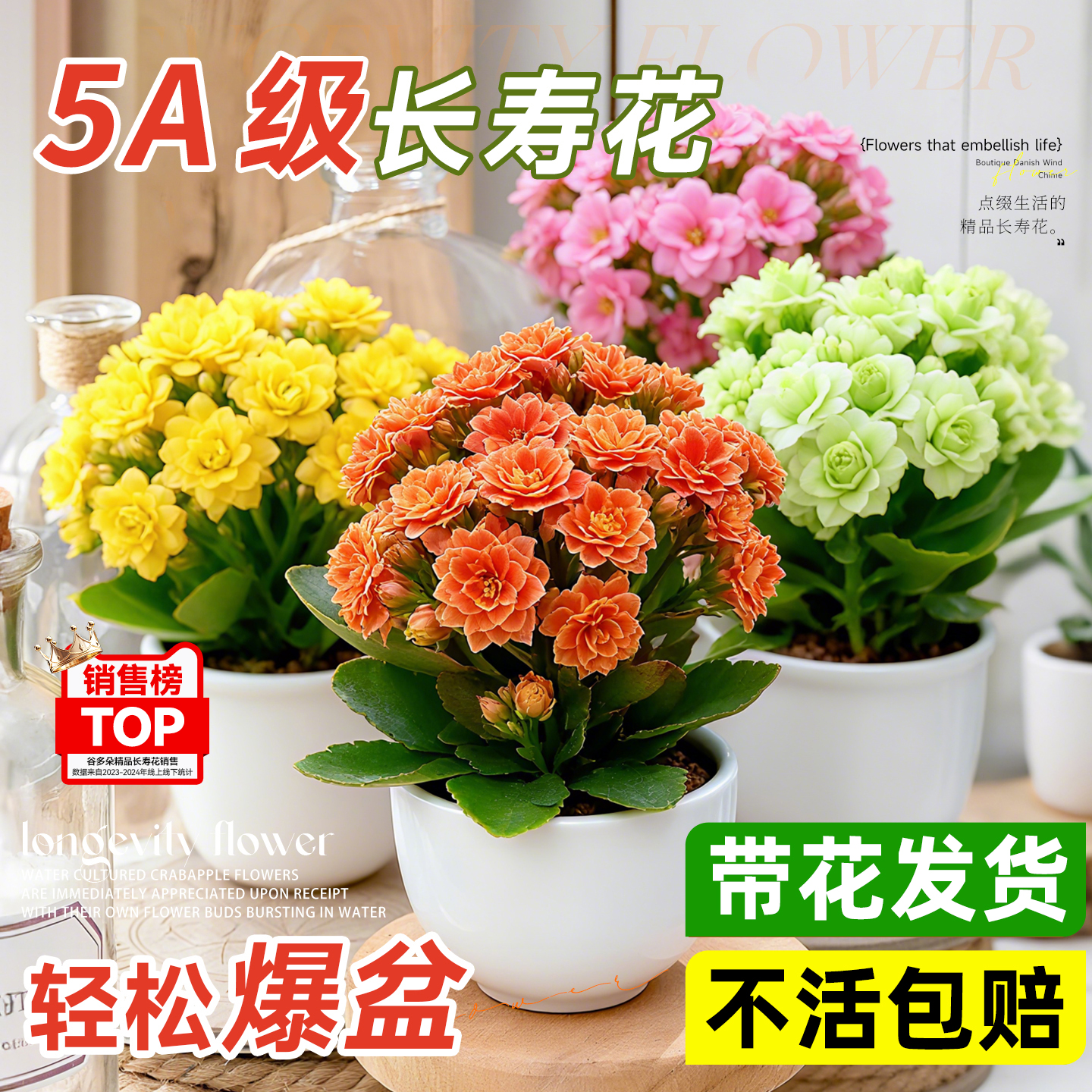 【带花苞】长寿花盆栽重瓣好养