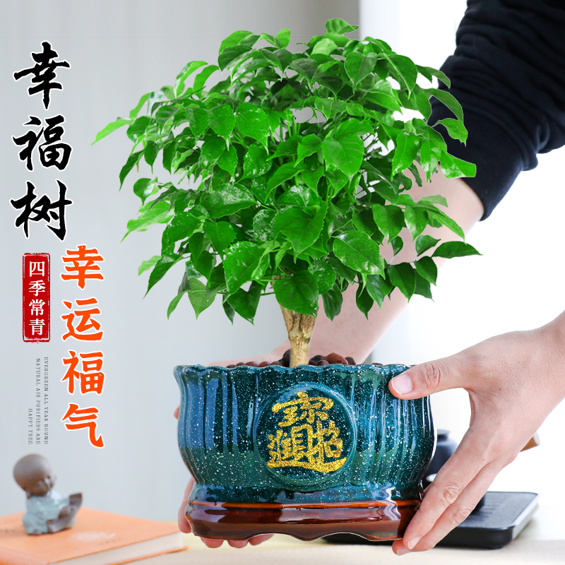 幸福树盆栽室内绿植老桩四季常青